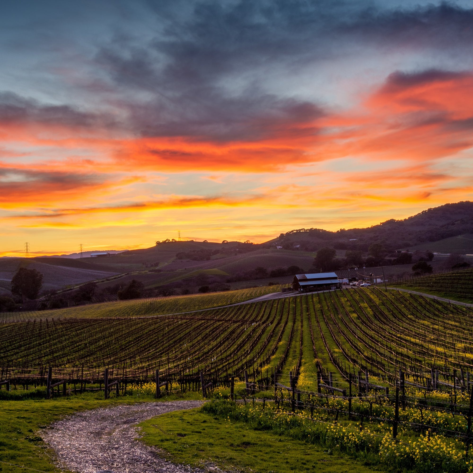 Plan a Napa Valley Honeymoon You'll Buzz About for Decades